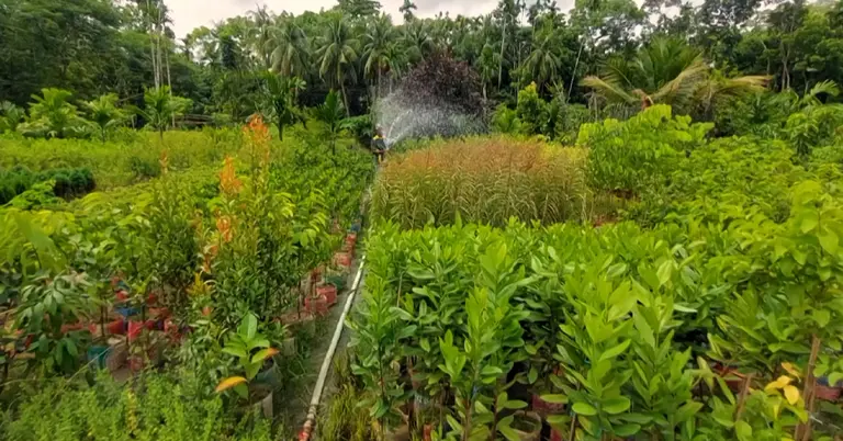 নার্সারিতে কাজ করছেন কৃষক
